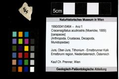 Foto (Objekt + Etiketten) von Cracensigillatus acutirostris (Moericke, 1889) 